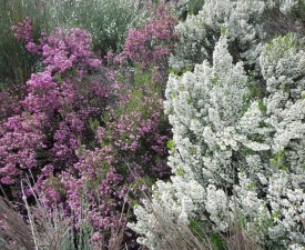 June 2013 White &amp; Purple Heather